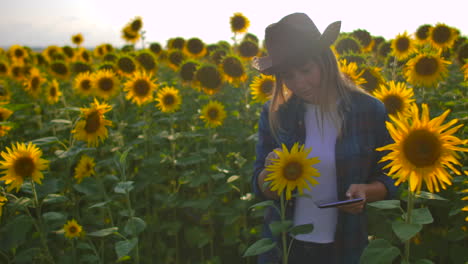 A-female-farmer-student-looks-on-a-sunflower-on-the-field-and-describes-its-characteristics-in-her-tablet-pc.